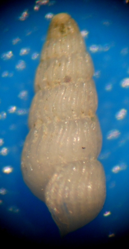 Parthenina indistincta?